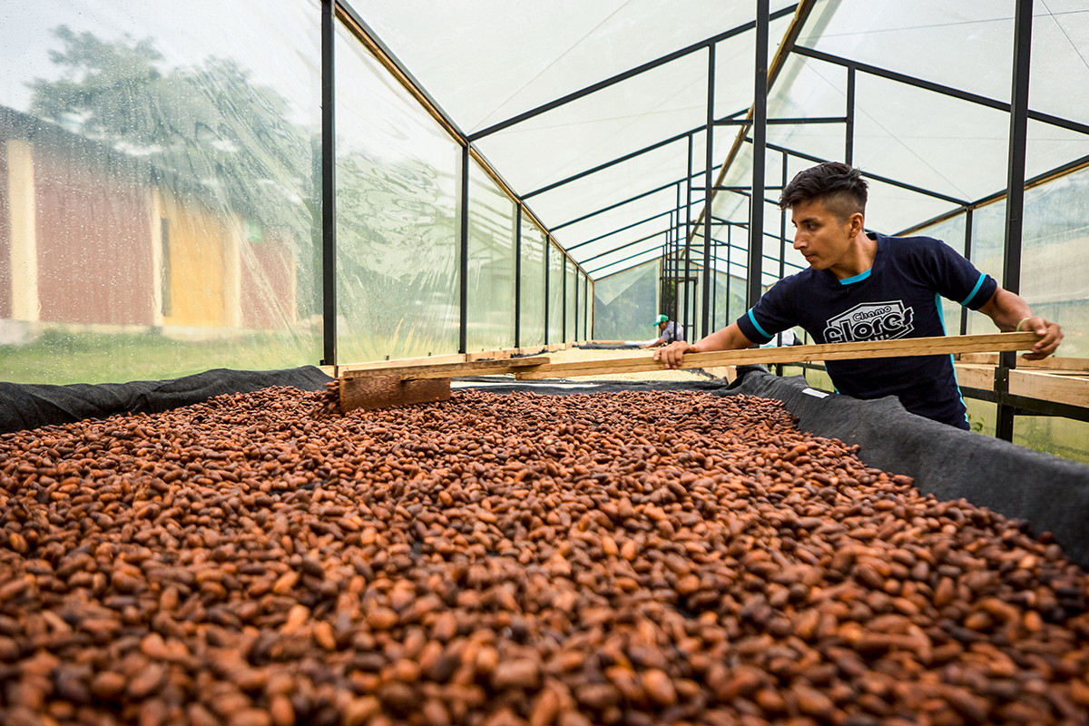 Molienda de granos de cacao
