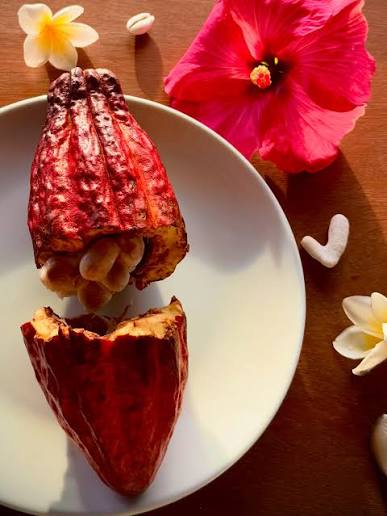 Granos de cacao tradicional guatemalteco